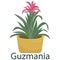 Guzmania, houseplant, flower in a pot - vector illustration, element in flat style