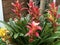 Guzmania lingulata flower.