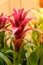Guzmania lingulata flowers close up. Multicolored Bromeliad tropical plants