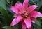 Guzmania lingulata pink flower close up.Bromelia in the garden.Scarlet star tropical plant.