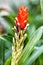 Guzmania monostachia red flower is an epiphytic species that grows in Central and South America