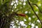 Guzmania nicaraguensis plant with flowers on a tree in a rainforest