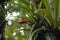 Guzmania nicaraguensis plant with flowers on a tree in a rainforest