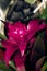 Guzmania pink flower closeup photo