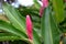 Guzmania tufted airplant - flower and bud in Costa Rica