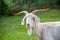 A guzzling white german goat, latin capra hircus