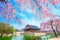 Gyeongbokgung Palace with cherry blossom in spring, Korea.