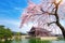 Gyeongbokgung Palace with cherry blossom in spring, Seoul in Korea