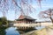 Gyeongbokgung palace with pink cherry blossom tree in spring ,korea, south korea. Asia.