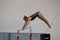 Gymnast Girl Parallel Bars Swinging