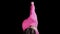 Gymnastics - young plastic woman in pink costume performing a wheel exercise