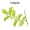 Gymnema ayurvedic medicinal herb on white background. Realistic vector