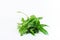 Gymnema inodorum leaf on white background