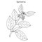 Gymnema sylvestre, or cowplant, gurmari, medicinal plant
