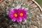 Gymnocactus viereckii Gymnocactus viereckii blooms with a beautiful little purple flower