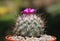 Gymnocactus viereckii purple flower in summer day