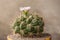 GYMNOCALYCIUM BALDIANUM Dwarf Chinese Cactus