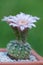 Gymnocalycium bruchii blooming