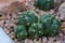 Gymnocalycium buenekeri cactus dark green