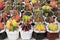 Gymnocalycium cactus. Colorful popular succulent cactus in the nursery pot.