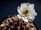 Gymnocalycium Cactus flower close-up white and light brown color delicate petal