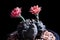 Gymnocalycium cactus flowers blooming against dark background