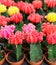 Gymnocalycium or Chin cactus flowering plants background.