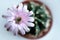 Gymnocalycium flower Cactus breed Selective focus