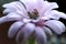 Gymnocalycium flower Cactus breed Selective focus