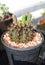 Gymnocalycium friedrichii cactus in black pot