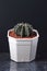 Gymnocalycium hybrid Vos 104a planted in a white pot