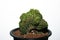 Gymnocalycium mihanovichii cristata cactus