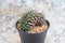 Gymnocalycium mihanovichii cristata cactus in pot