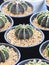 Gymnocalycium mihanovichii LB2178 `Agua Dulce` Cactus or G. friedrichii LB2178 `Agua Dulce` Cactus planting pot