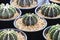 Gymnocalycium mihanovichii LB2178 `Agua Dulce` Cactus or G. friedrichii LB2178 `Agua Dulce` Cactus planting in pot