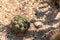 Gymnocalycium pflanzii var. albipulpa cactus in the natural desert