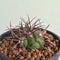 Gymnocalycium sp.. Cactus on plastic pot. Drought tolerant plant.