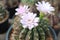 Gymnocalycium stenopleurum is a small solitary cactus with with grey-green and brownish-red