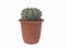 Gymnocalycium vatteri  cactus plants in small pot