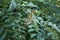 Gymnocladus dioicus branch close up
