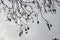 Gymnocladus dioicus tree in winter