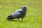 Gymnogene bird of prey on sunlit grass. African harrier-hawk Po