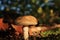 Gymnopilus junonius Autumn mushroom in sunlight