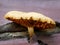 Gymnopilus mushroom