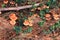 Gymnopilus penetrans autumn mushroom growing in soil