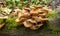Gymnopilus penetrans Common rustgill Fungi