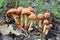 Gymnopus fusipes mushroom
