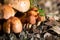 gymnopus fusipes mushroom cluster, edible when young