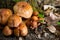 gymnopus fusipes mushroom cluster, edible when young