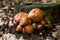 gymnopus fusipes mushroom cluster, edible when young